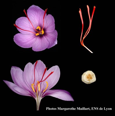fleur-de-safran-cultive-crocus-sativus