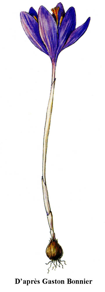 Safran à fleurs nues-Crocus nudiflorus