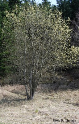 Saule_chevres-femelle