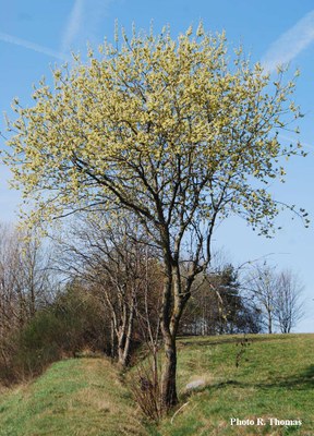 Saule_chevres-image_appel
