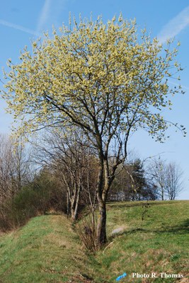 Saule_chevres-male