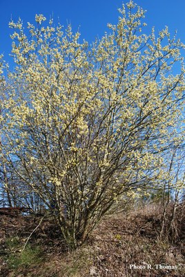 Saule_chevres-male2