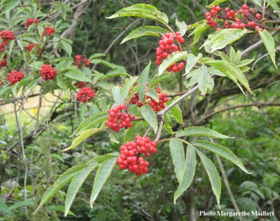 Sureau-a-grappes-fruits-murs.jpg