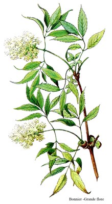 Sureau-a-grappes-rameau