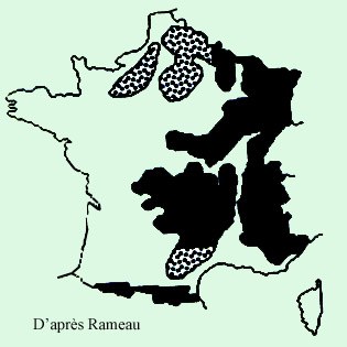 Sureau-a-grappes-repartition