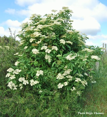 Sureau-noir-buisson1