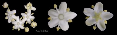Sureau-noir-fleurs