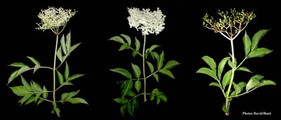Sureau-noir-inflorescence