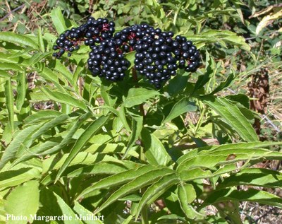 Sureau-yèble-fruits-murs.jpg