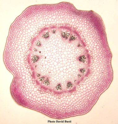 Anatomie-Sureau-C2-Tige.jpg