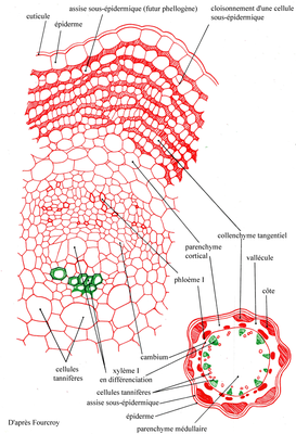 Anatomie-sureau-Dessin-jeune-tige.png