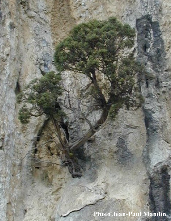 arbre-vertical1.jpg