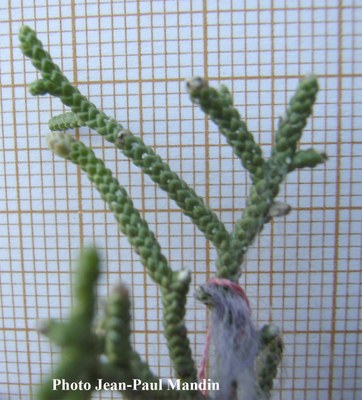 croissance-en-longueur2