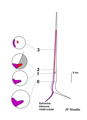 Double coloration avec blessure-Genévrier de Phénicie2