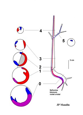 Double coloration avec blessure-Genévrier oxycèdre