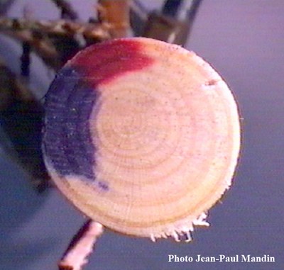 double-coloration-genevrier-de-phenicie2.jpg