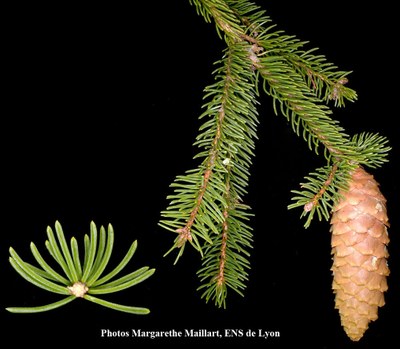 Epicea-rameau.jpg