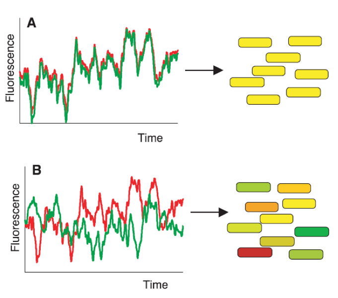 Two sources lead to variations in gene expression: intrinsic and extrinsic noise.