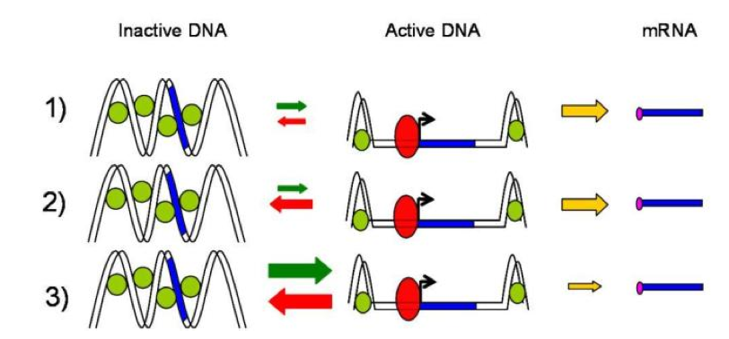 Three kinetics mechanisms of promoter transcriptional activation.