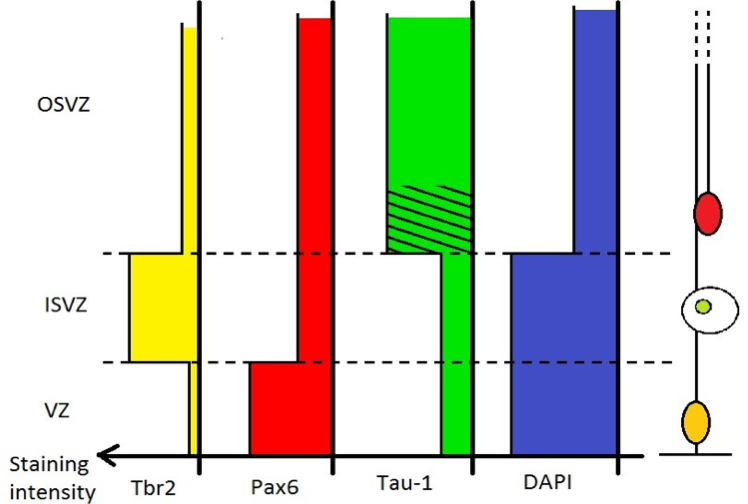 Differential staining intensity for Tbr2, Pax6, Tau-1 and DAPI along the apical-basal axis.