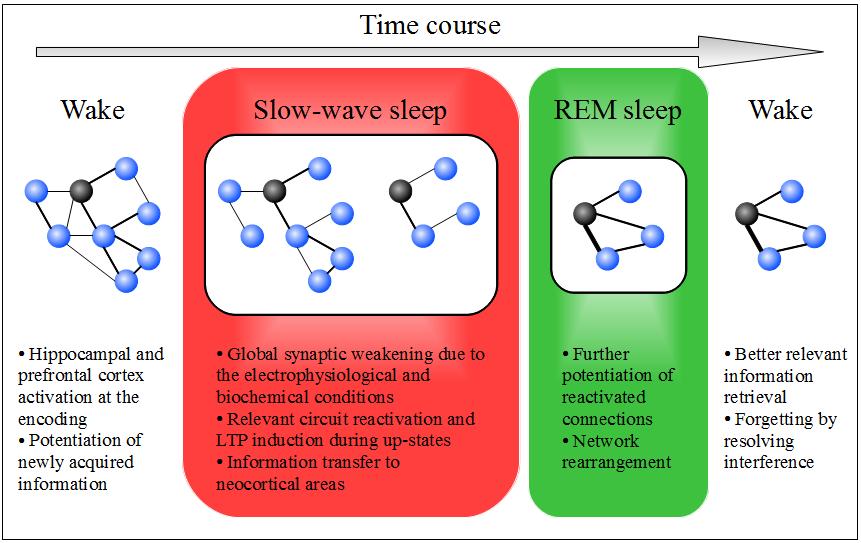 A model for a theoretical forgetting function of sleep.