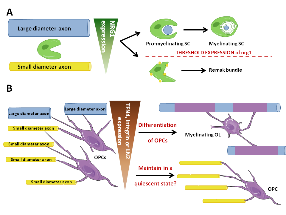 Role of axonal diameter in myelination in the CNS compared with the PNS.