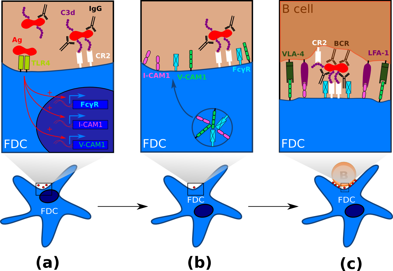 FDC maturation and processing of antigen.