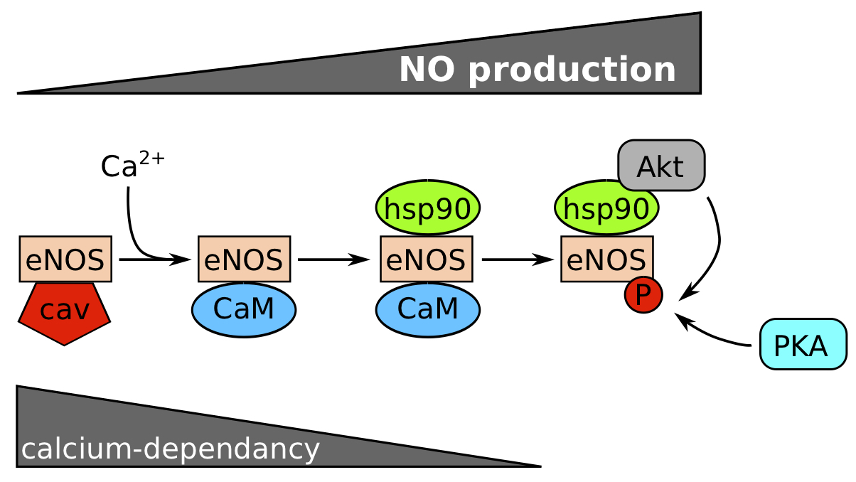 Calcium and phosphorylation dependence for eNOS activation.