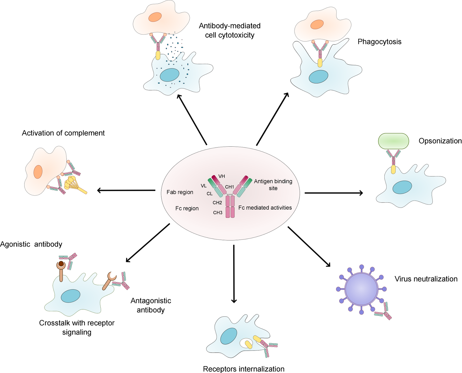 Overview of the natural function of antibodies.