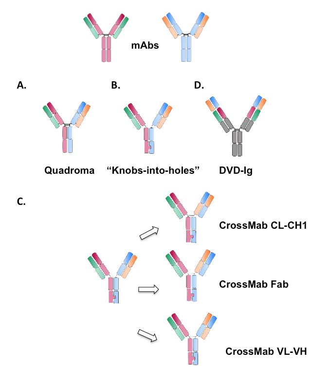 Schematic illustration of different formats of IgG-like bispecific antibodies.
