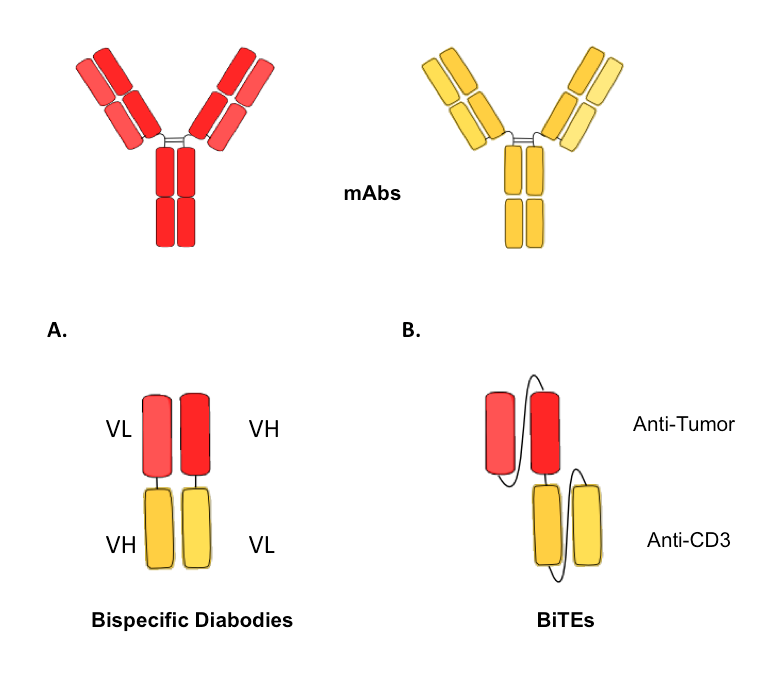 Schematic illustration of different formats of small bispecific antibodies, containing only the variable domains.