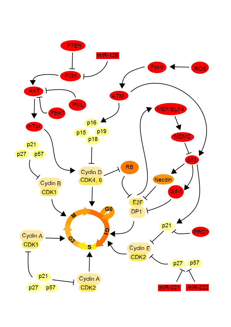 Cell cycle intrinsic regulation.