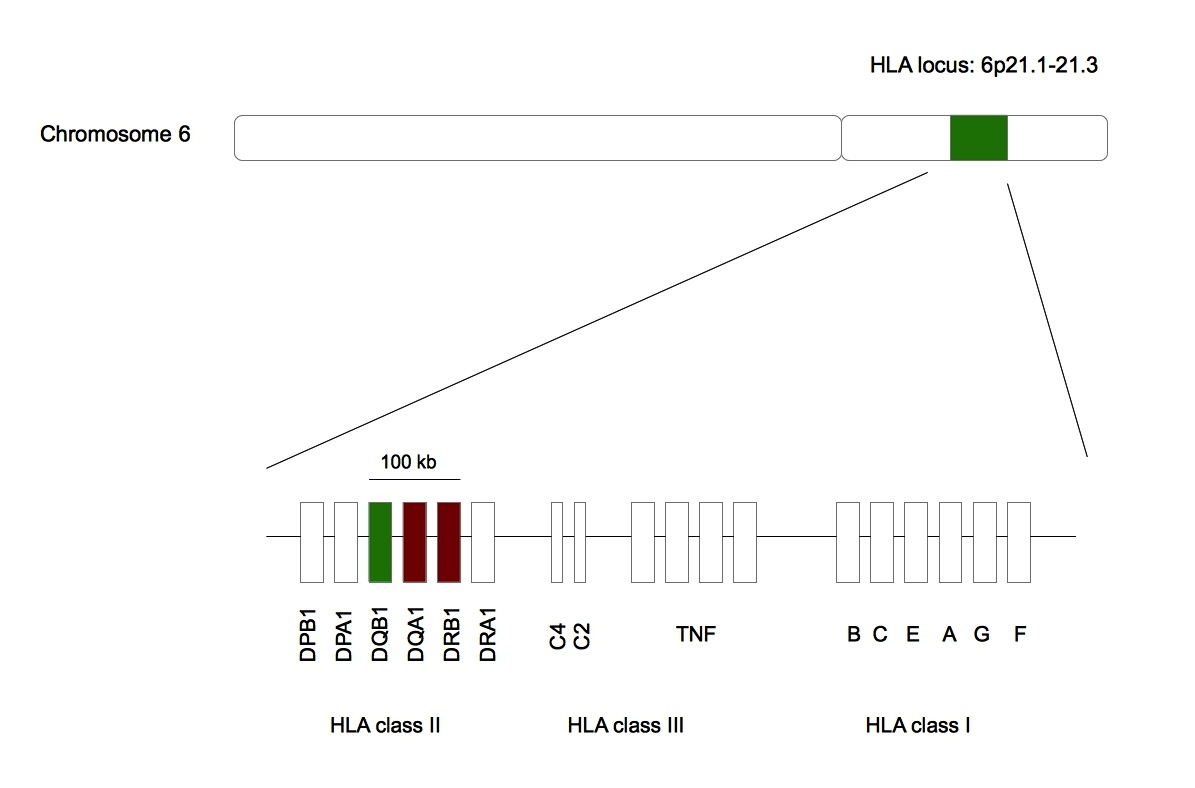 Narcolepsy is associated with HLA-DQB1*06:02.