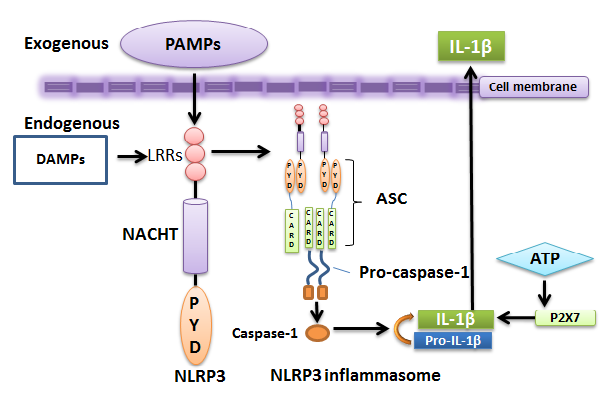 NLRP3 inflammasome.