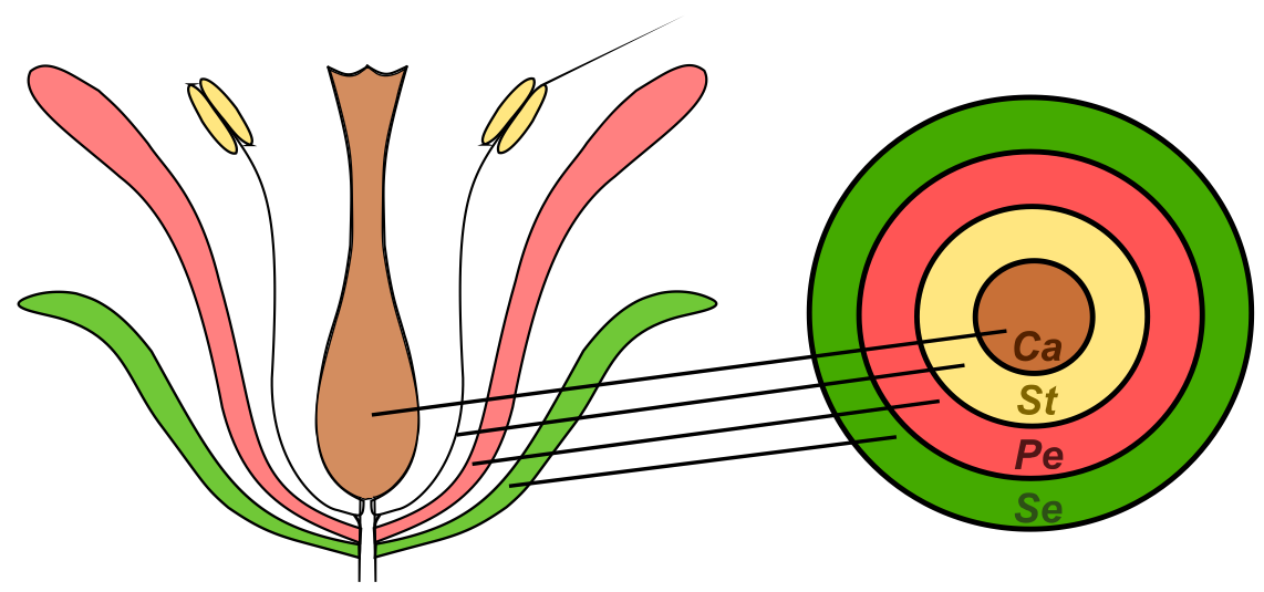 Schematic representation of a typical angiosperm flower containing organs arranged in concentrated whorls.
