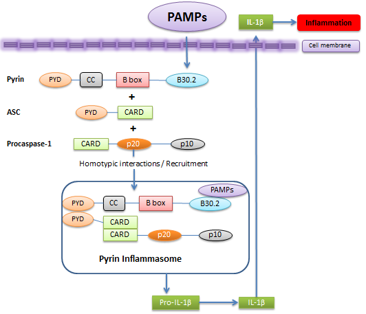 Herominers pyrin. К Pamps относят. Pyrin 14-3-3 interaction Pathway. Pyrin interaction Pathway.
