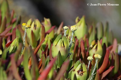 Carpobrotus edulis fruit