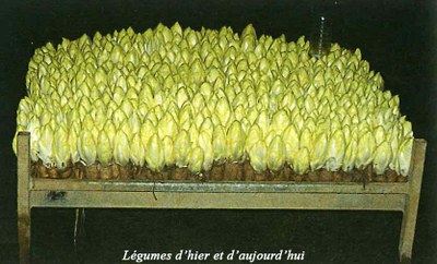 culture-hydroponique-endives