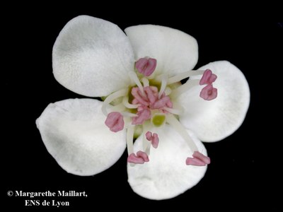 Aubepine fleur vue de dessus