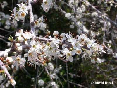 Prunellier floraison