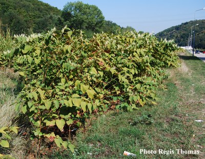 Renouee-du-japon-ecologie.jpg