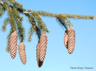 Epicea-individu-cones-pendants