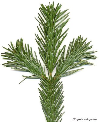 Sapin-Nordmann-rameau