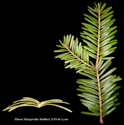 Sapin-rameau.jpg