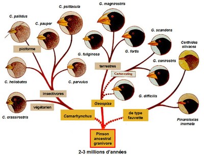 schema-pinsons.jpg