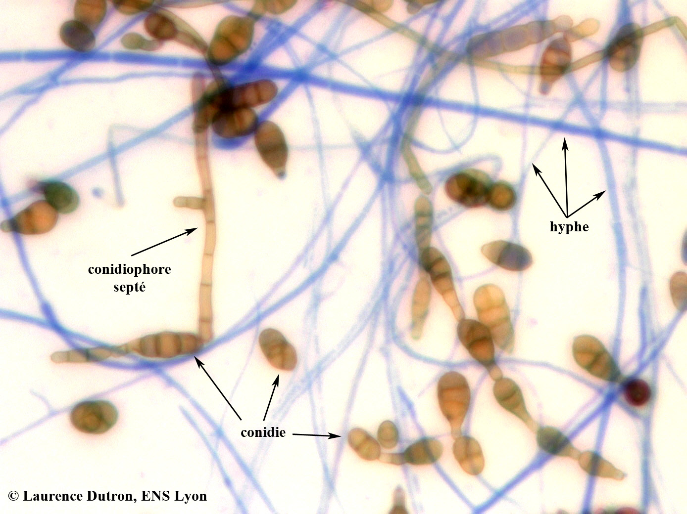 Morphologie de la levure Alternaria alternata