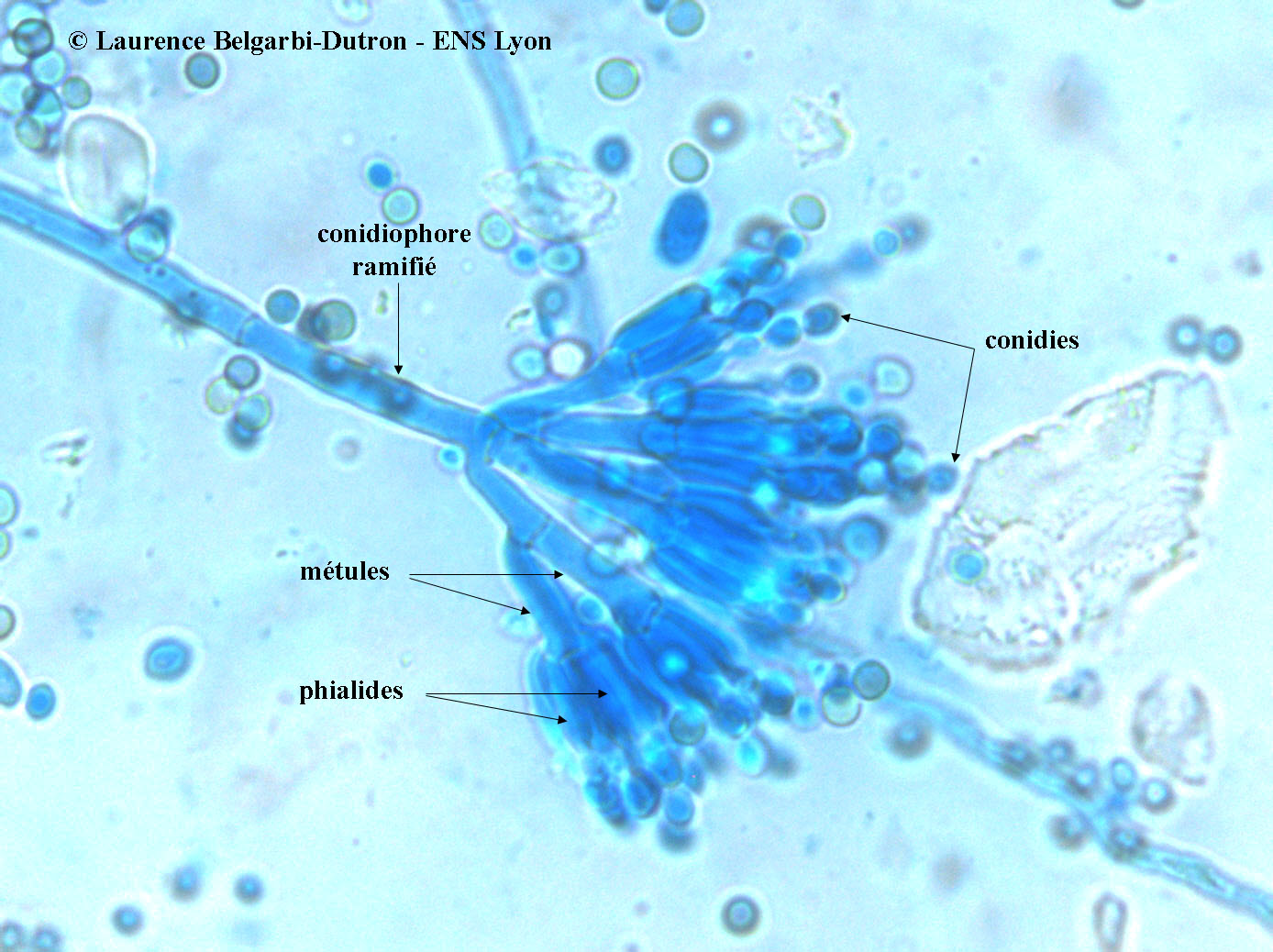 Etude de la morphologie de Penicillium roqueforti