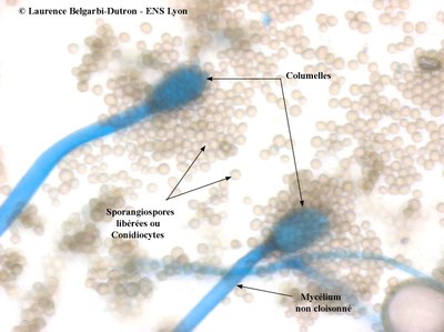 Mucor - Etat frais - Obj X40