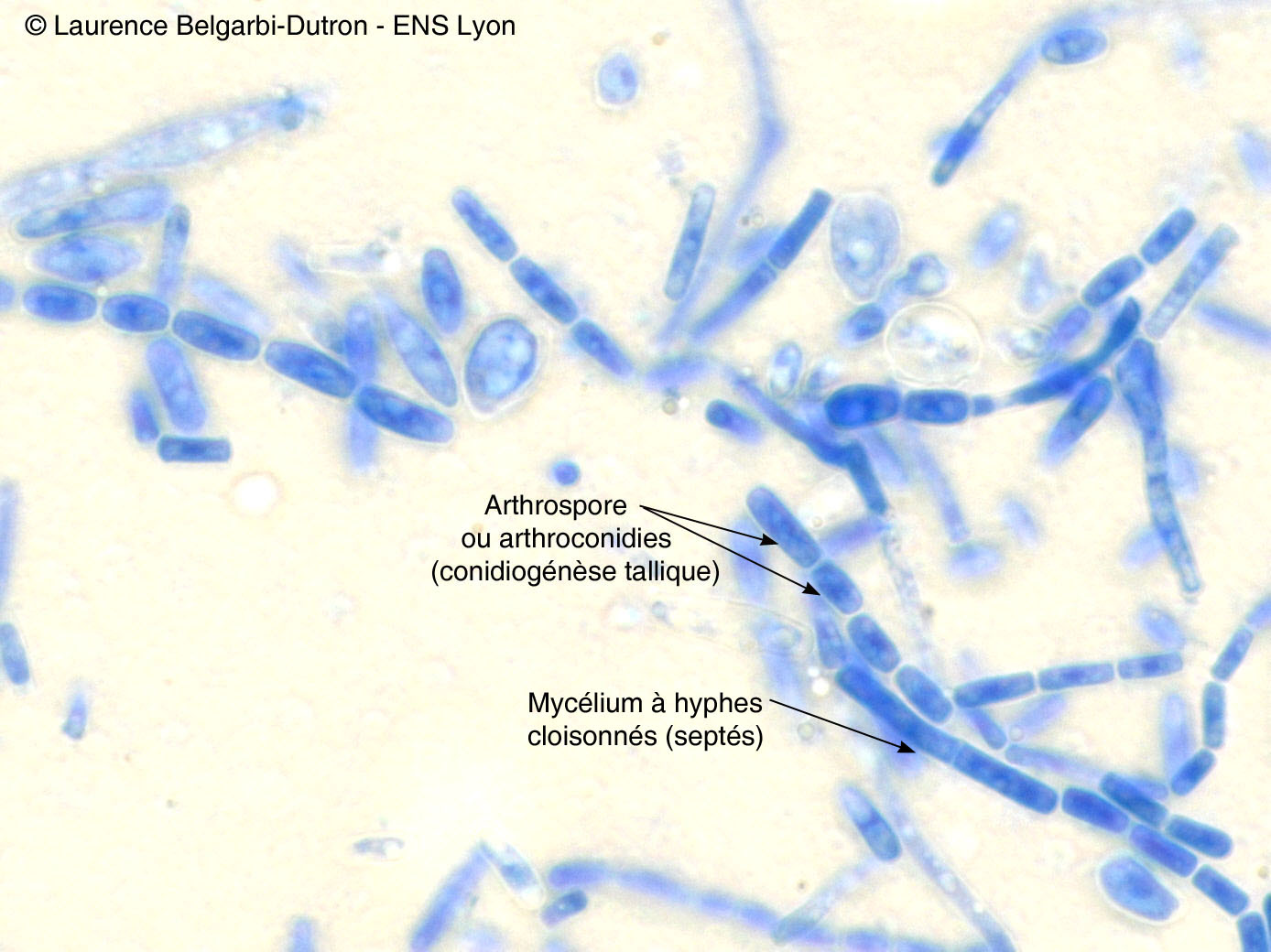 Morphologie de la levure Geotrichum