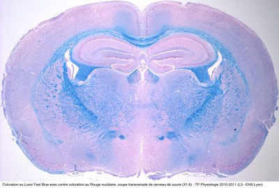 Coupe transversale  de cerveau de souris ( x1.6)